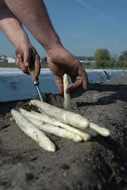 asperges-2 asperges-2