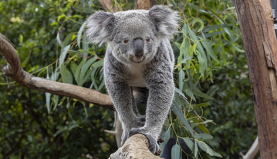 koala-t2024-0059-016